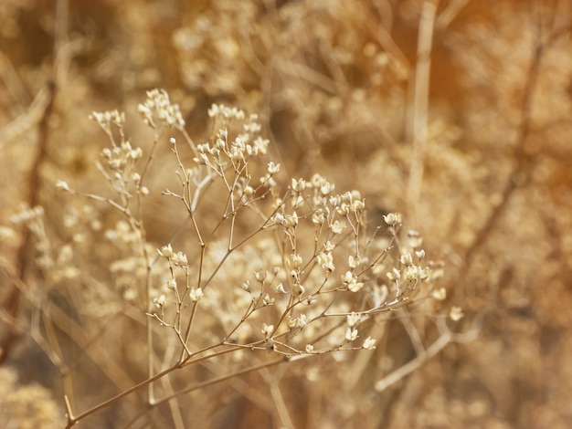 Fundo de grama seca de outono com bokeh suave