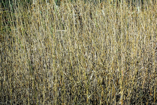 Fundo de grama seca Panículas secas de Miscanthus sinensis balançam no vento no início da primavera