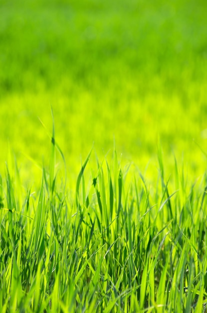 Fundo de grama verde com foco seletivo