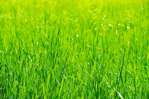 Fundo de grama verde com foco seletivo