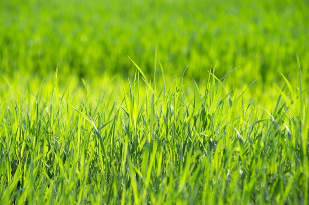 Fundo de grama verde com foco seletivo