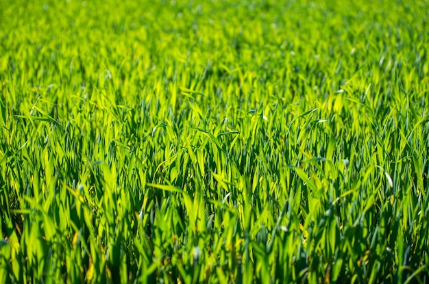 Fundo de grama verde com foco seletivo