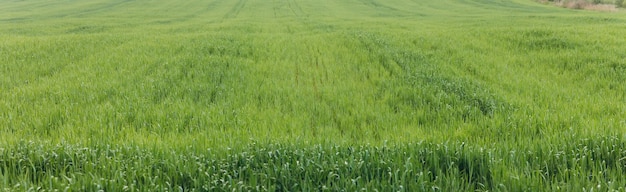 Fundo de grama verde fresca em um dia ensolarado de verão no parque