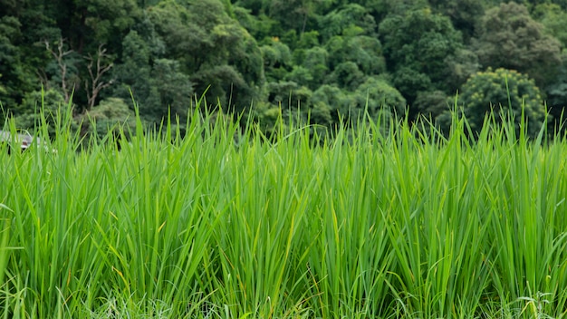 Fundo de grama verde, fundo natural