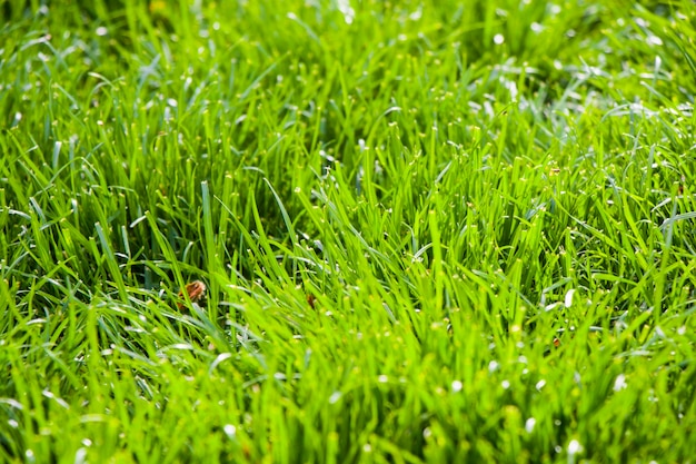 Fundo de grama verde, luz do sol e cor verde, sombras e luzes, durante o dia