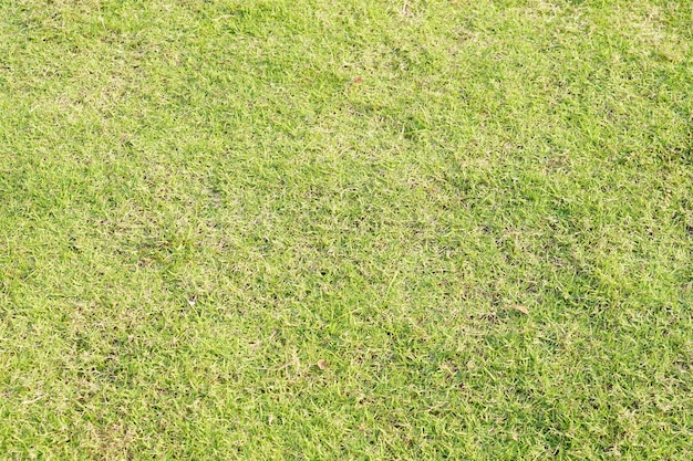 fundo de grama verde no campo de futebol