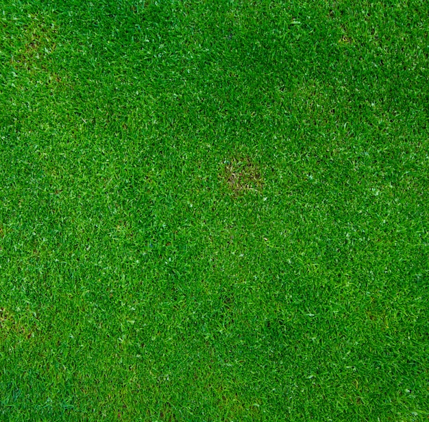 Foto fundo de grama verde