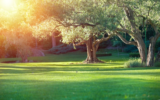 Foto fundo de gramado verde borrado e luz do sol