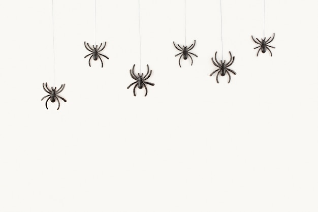 Foto fundo de halloween com as aranhas em fundo branco.