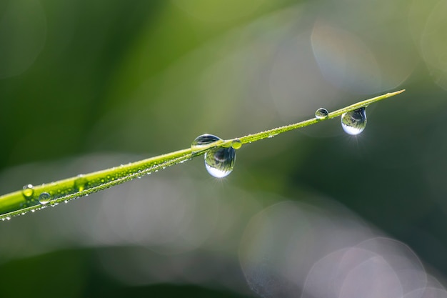 Fundo de haste de arroz verde com gotas de água, talos de grama com gotas de água, fundo de ervas na ilha de bali, indonésia. close up, macro, conceito ambiental