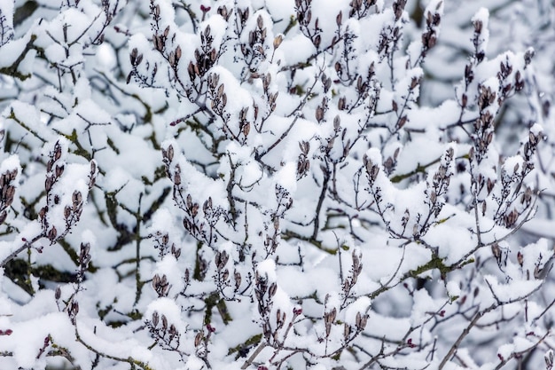 Fundo de inverno com galhos de árvores cobertos de neve com folhas secas