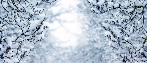 Fundo de inverno com galhos de árvores cobertos de neve no fundo das árvores cobertas de neve