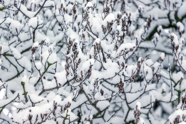 Fundo de inverno com galhos de árvores nevadas e folhas secas