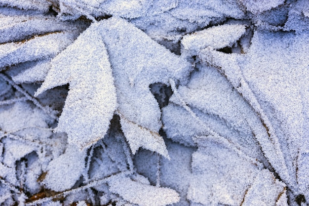 Fundo de inverno, folhas de bordo cobertas de geada