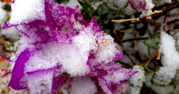 fundo de inverno natural com uma flor roxa coberta pela neve