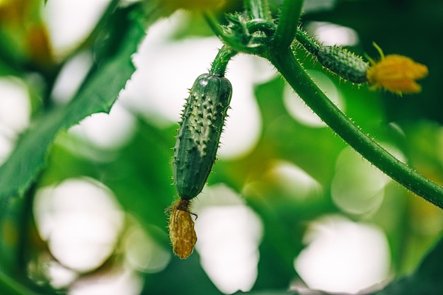 Fundo de jardim de estufa com foco na espiga de pepino