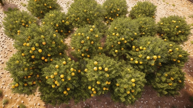 Fundo de jardim de limoeiro