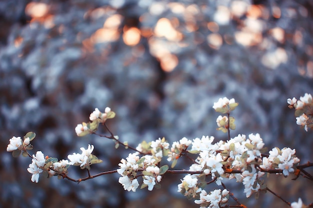 fundo de jardim florescendo primavera, delicadas flores brancas nas árvores, primavera sazonal de março