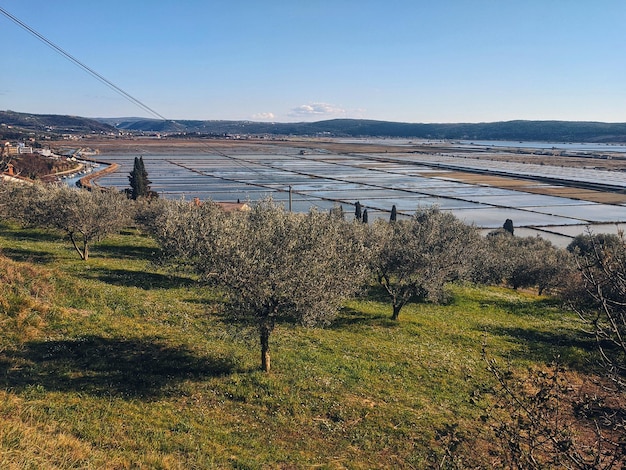 Fundo de jardim verde com oliveiras velhas na costa do Adriático na primavera. Colinas rurais. Visão