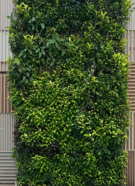 Foto fundo de jardim vertical de parede verde com folhagem exuberante