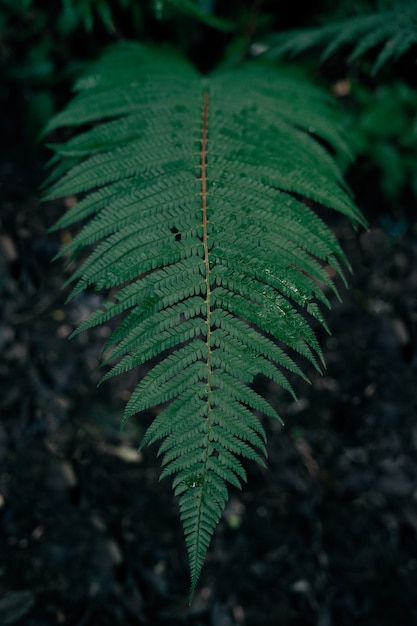 Fundo de licença verde tropical