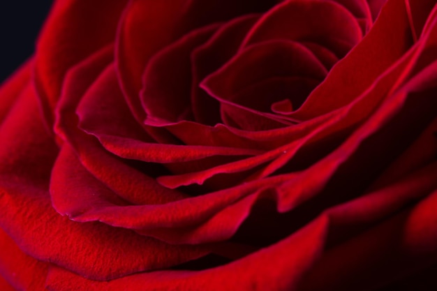 Fundo de linda flor rosa vermelha Macrofotografia de cabeça de flor rosa