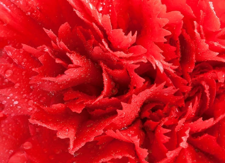 Foto fundo de linda flor vermelha