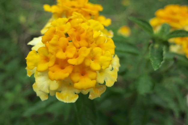 Fundo de lindas flores amarelas naturais