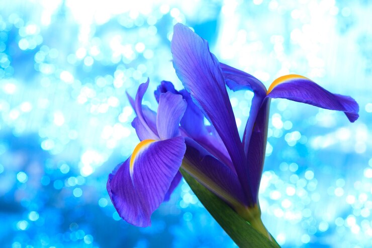Foto fundo de lindas flores de íris azul
