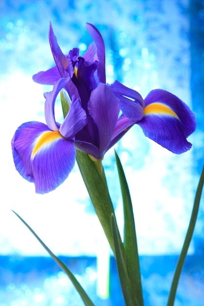 Fundo de lindas flores de íris azul