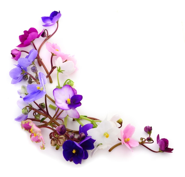Fundo de lindas flores violetas