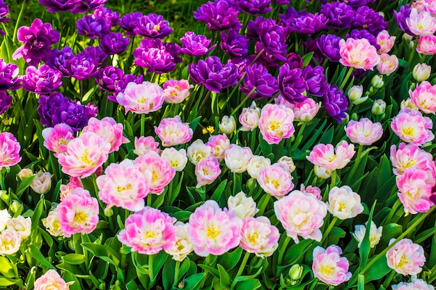 Fundo de lindas tulipas cor de rosa com foco seletivo. Fundo de flores de primavera. campo de tulipas