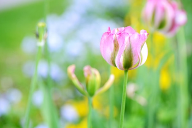 Fundo de lindas tulipas flores de perto