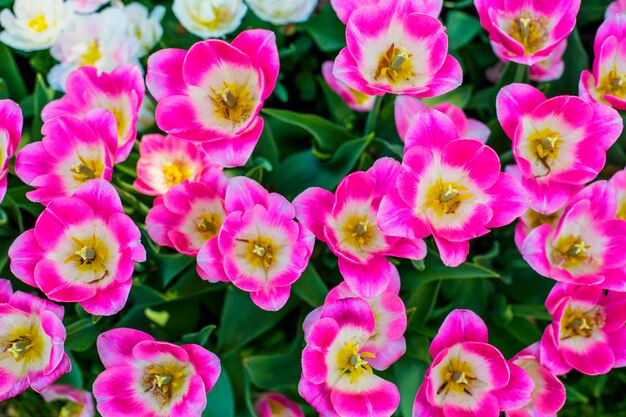 Fundo de lindas tulipas multicoloridas com foco seletivo. fundo de flores de primavera