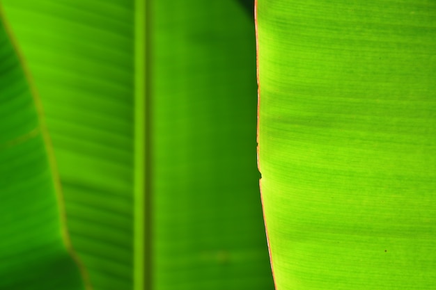 Foto fundo de linhas de folha de banana verde