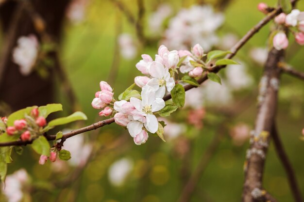 Fundo de macieira em flor, cartão de felicitações. Flores brancas e rosa nos ramos marrons e fundo verde.