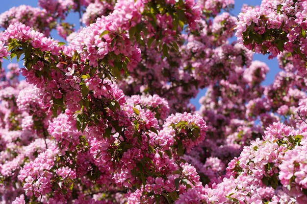 Fundo de macieira florescendo Inflorescências cor de rosa e flores em uma macieira frutada