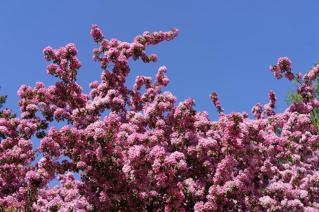 Fundo de macieira florescendo Inflorescências cor de rosa e flores em uma macieira frutada