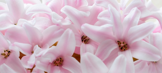 Fundo de macro de flor de jacinto rosa primavera. DOF raso