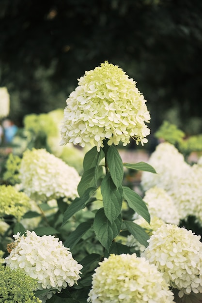 Fundo de macrophylla branco hortênsia do jardim