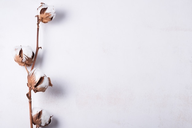 Fundo de madeira branco decorado com galho de flor de algodão