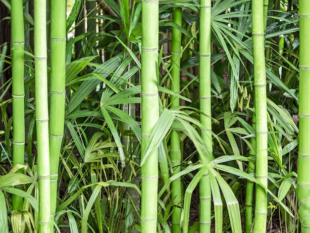 Fundo de madeira com caules e folhas de bambu verde textura natural