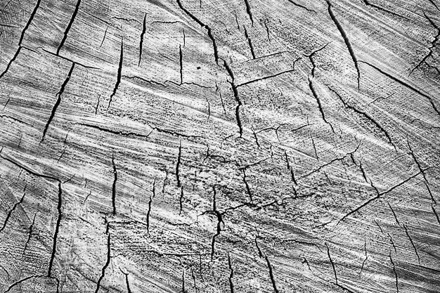 Foto fundo de madeira preto e branco rachaduras no corte do tronco de uma árvore grande