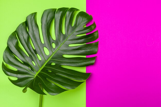 Fundo de moda com folha de monstera