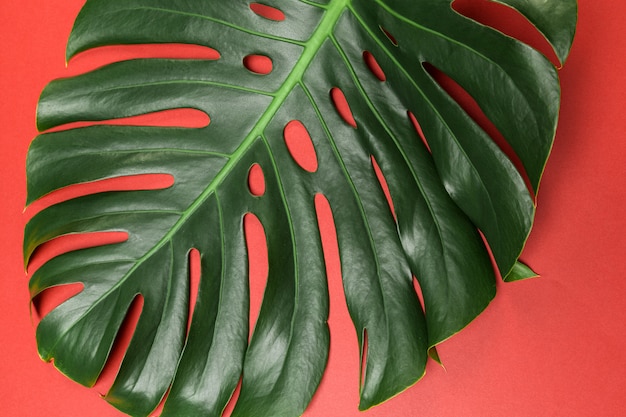 Fundo de moda com folha Monstera