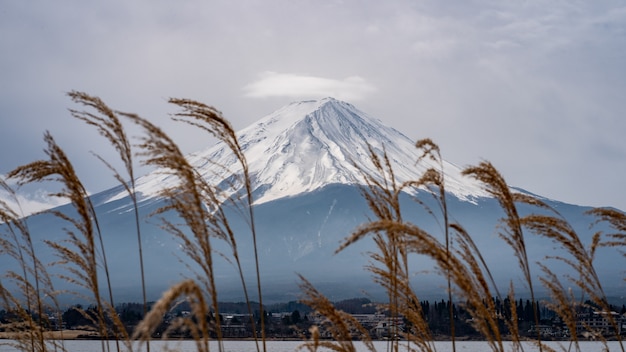 Fundo de montanha Fuji com a grama de Prado dourado