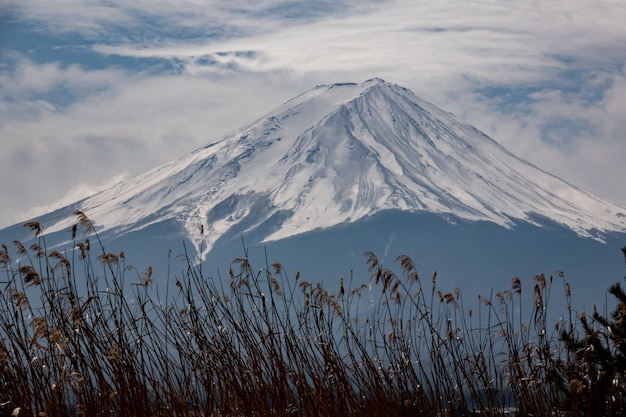 Fundo de montanha Fuji com a grama de Prado dourado