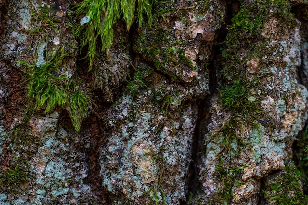 Fundo de musgo em casca de árvore fechada Fundo natural natural Árvores cobertas de musgo espesso em uma fabulosa floresta de outono