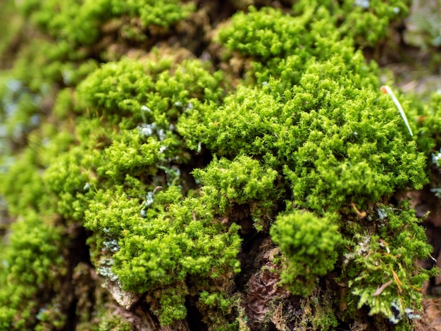 Fundo de musgo verde na casca de uma árvore