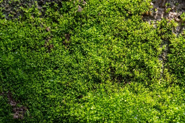 Fundo de musgo verde sulcado na natureza